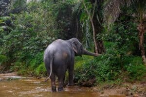 טיפול בפילים קאו לאק תאילנד